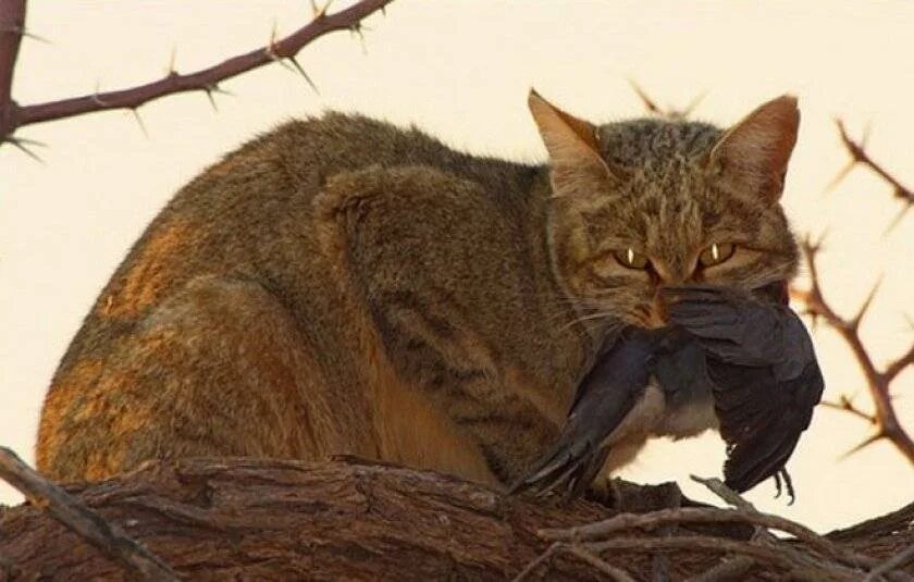 Кошка с добычей. Лесной кот. Кошки охотники. Кот охотится. Кошка ест птицу