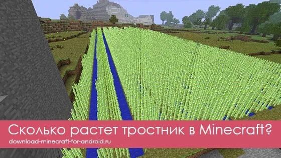 Сколько растет тростник. Тростник в МАЙНКРАФТЕ. Ферма тростника в майнкрафт. Сколько растёт тростник в МАЙНКРАФТЕ. Сколько растет тростник в майнркафт.