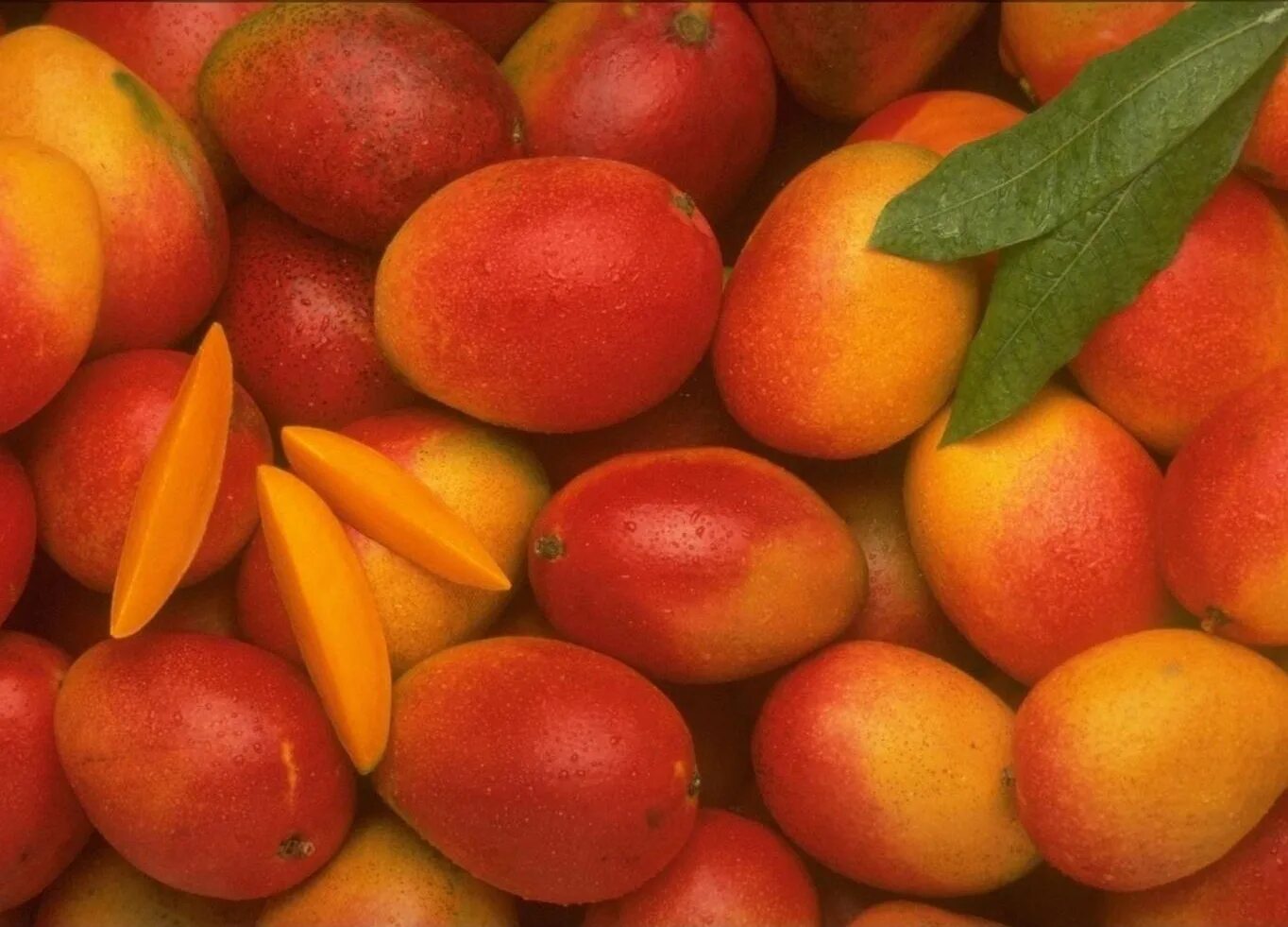 Манго (фрукт). Экзотические фрукты манго. Плод манго. Манго сорт Альфонсо.