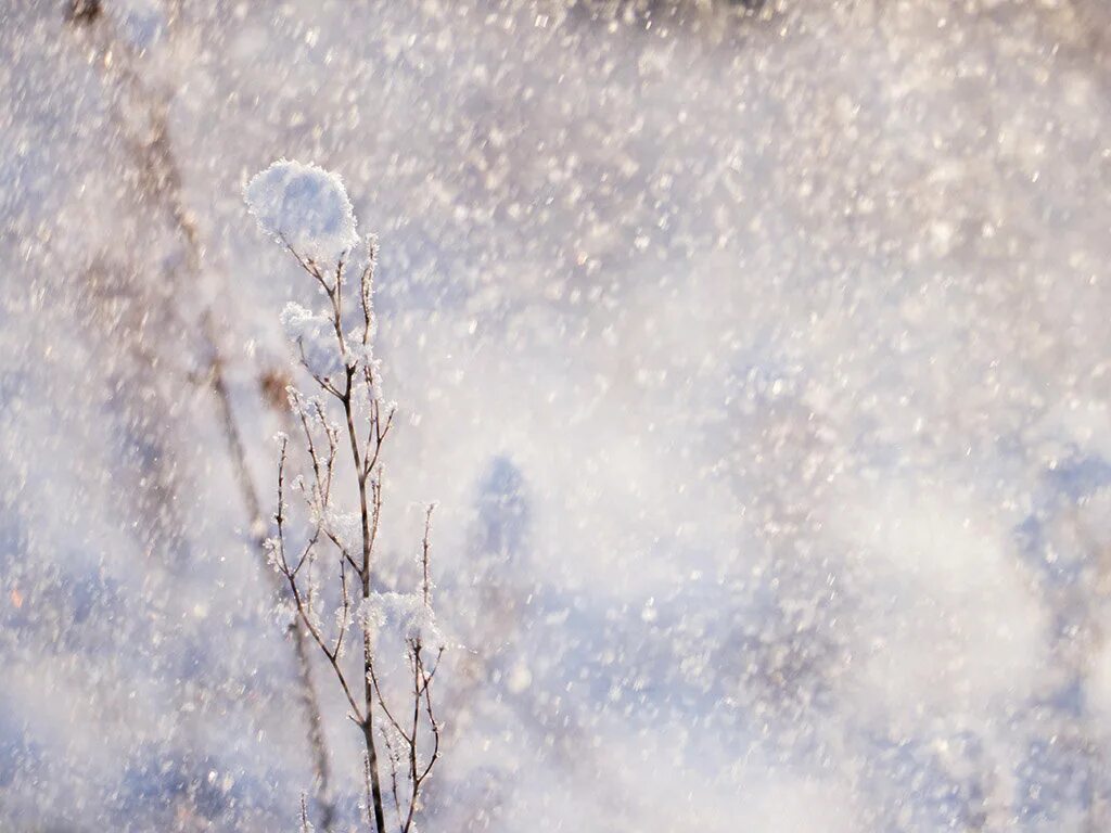 снежный фон. снег пушистый нежный нежный. деревья в снегу. фон зима. снежные ветки.