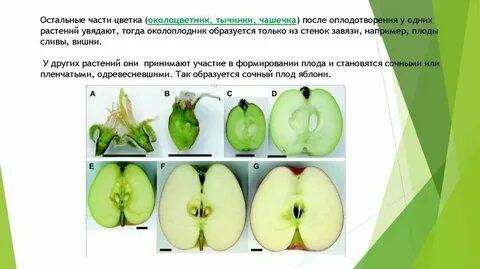 Образование яблони