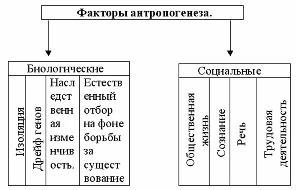 Факторы антропогенеза схема. Факторы антропогенеза биологические и социальные схема. Движущие силы антропогенеза таблица биологические и социальные. Факторы движущие силы антропогенеза схема.