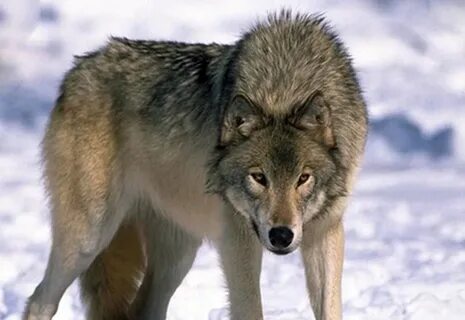 Жезөкшемен жыныстық қатынас