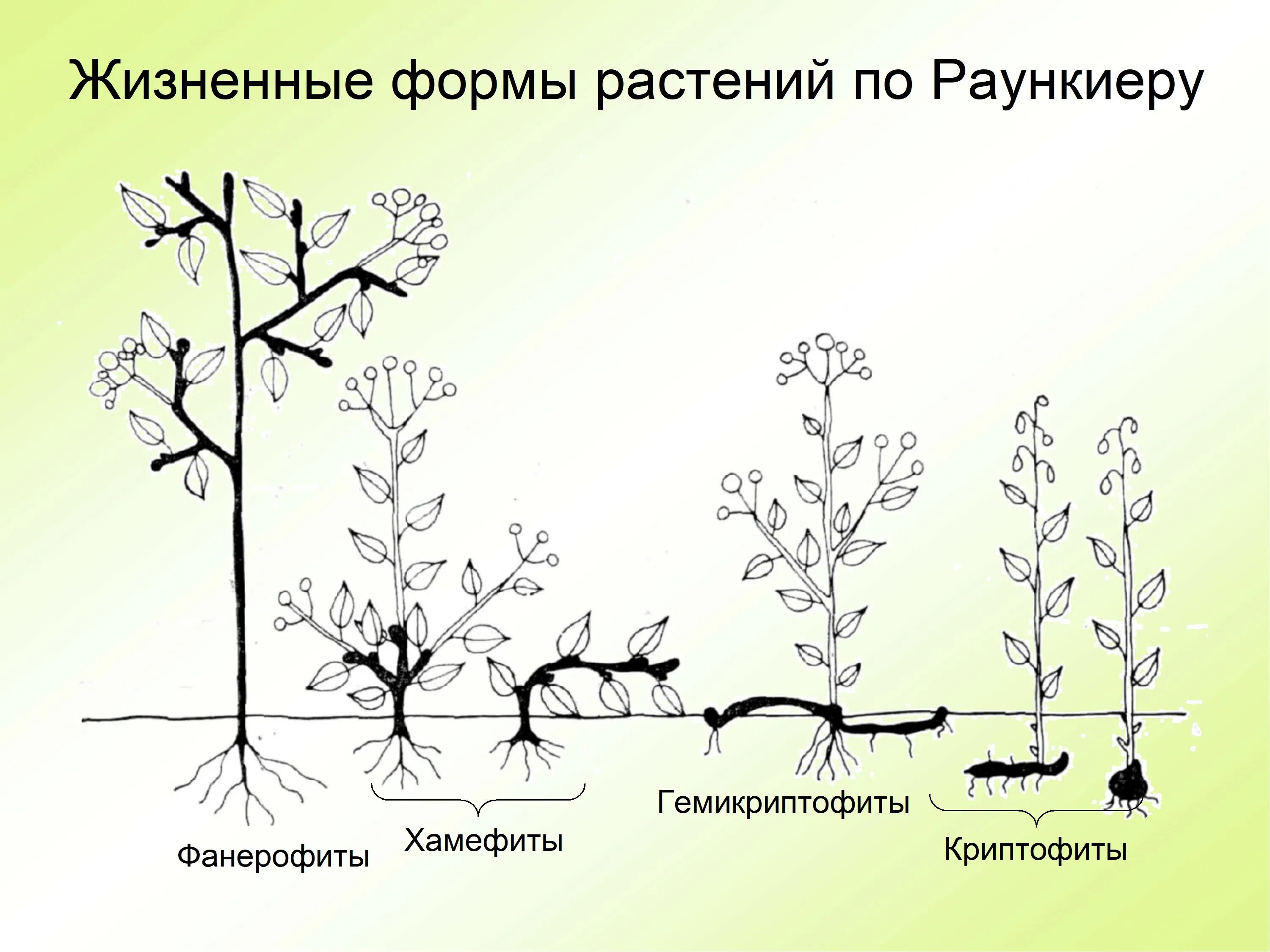 Жизненные формы растений строение. Классификация жизненных форм растений к.раункиера. клевер жизненная форма по раункиеру. раункиер жизненные формы растений. биологический тип по раункиеру.