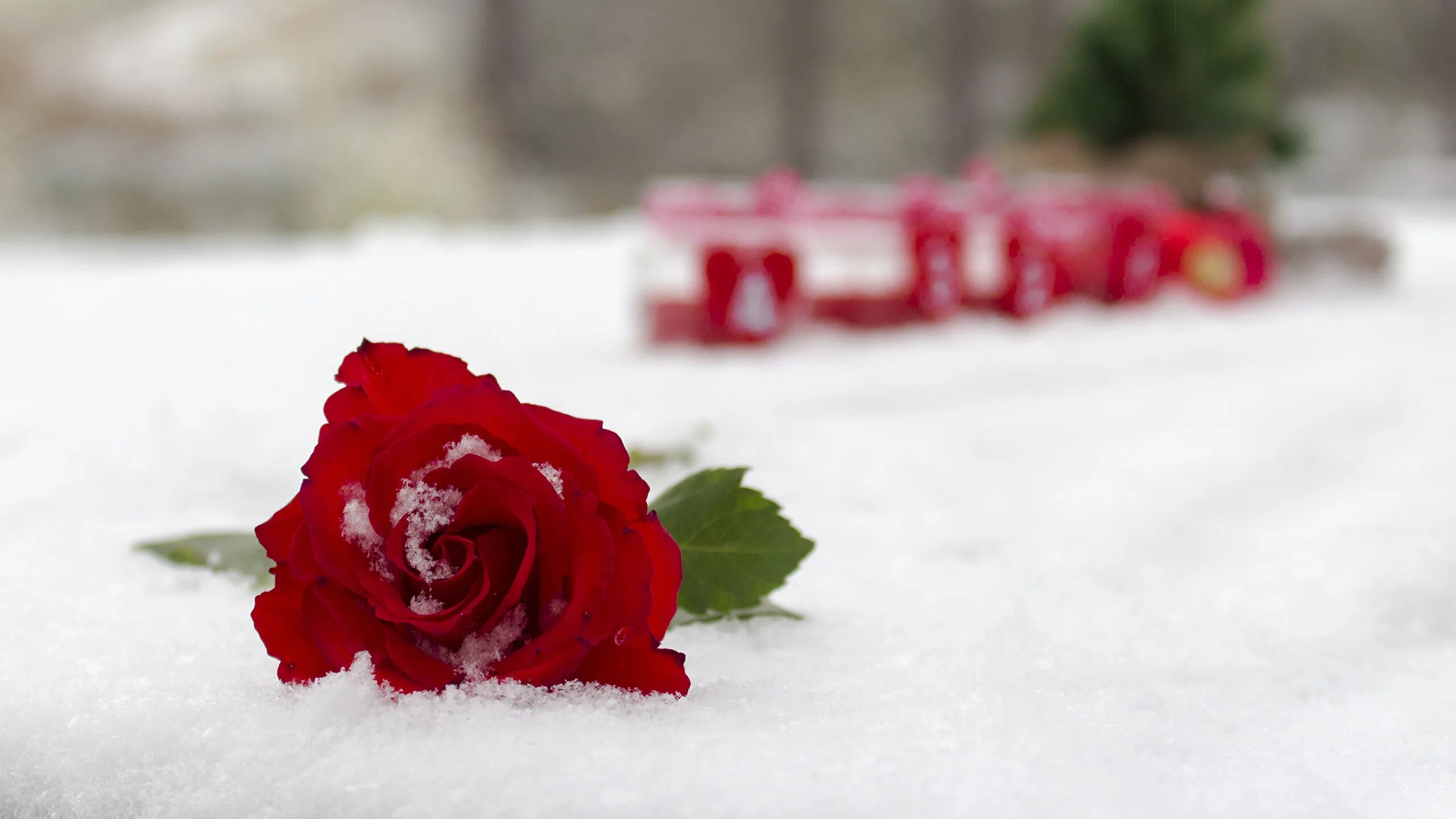 Красные цветы зимние розы. Зимние цветы. Розы на снегу. Цветы в снегу. Красивые цветы в снегу.