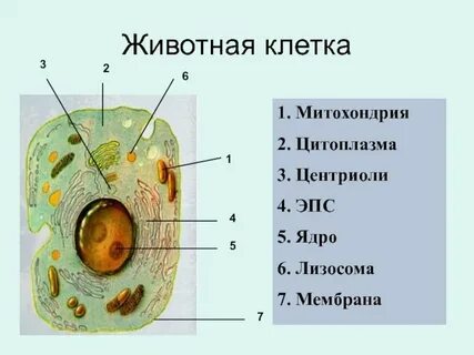 В цитоплазме клеток всех живых организмов встречается