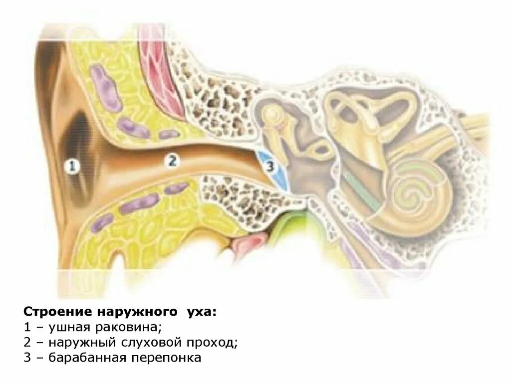 Наружный отит барабанная перепонка. Ухо дырка в барабанной перепонке. Строение ушной раковины слуховые проходы. Наружный слуховой проход строение. Барабанная перепонка и раковина