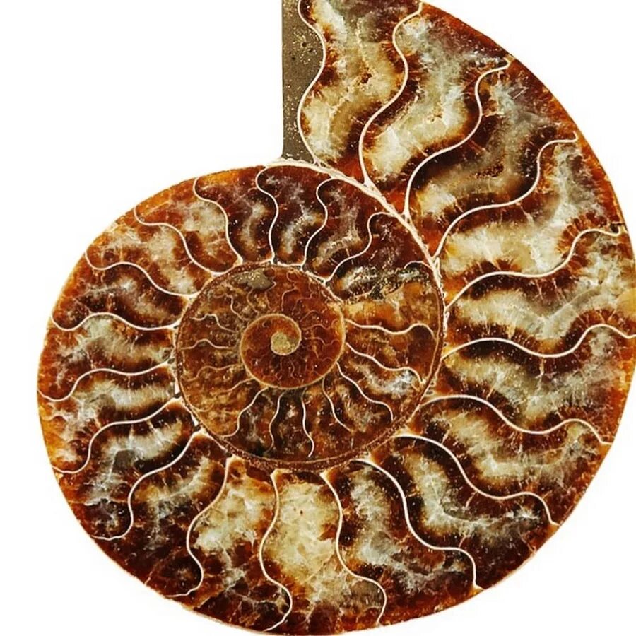 аммонит срез. аммонит срез. аммонит срез. аммониты марокко. аммонит с агатом.