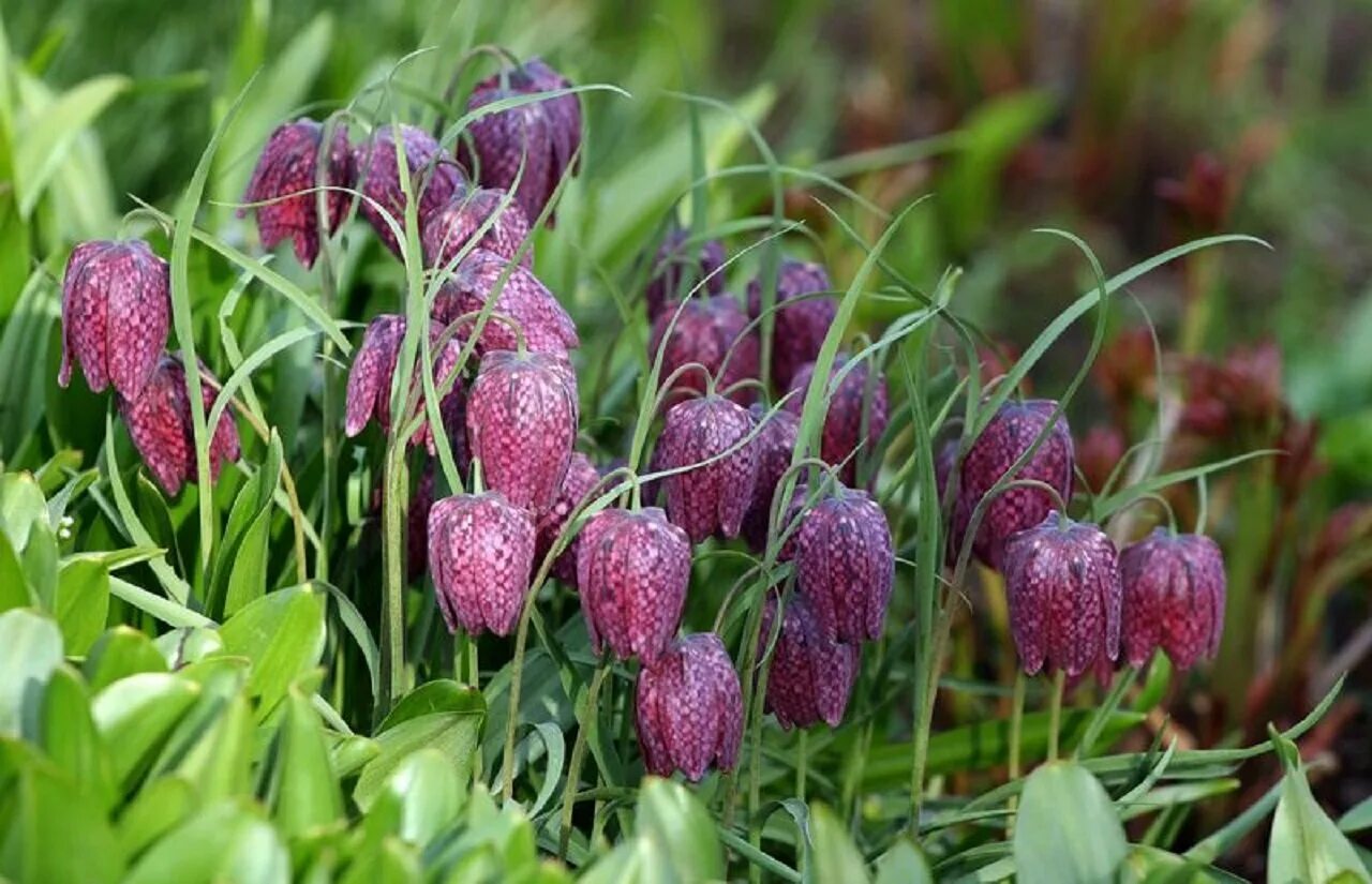 Fritillaria ruthenica. Рябчик луговой цветок. Рябчик малый — fritillaria meleagroides. Рябчик луговой цветок. Fritillaria ruthenica.