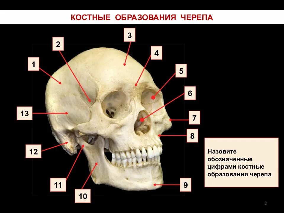 Развитый подбородочный выступ череп. Костная основа черепа. Костные образования черепа. Костное образование основания черепа.