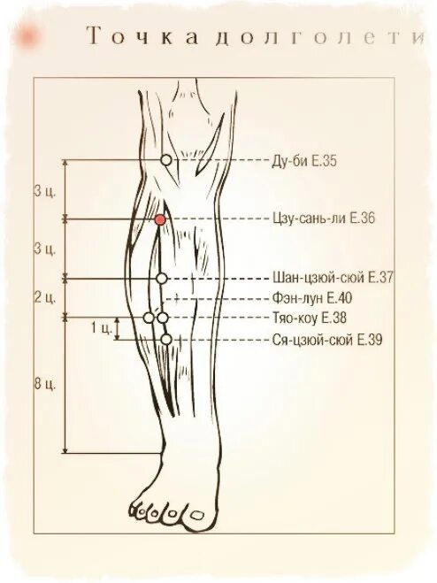 Как найти точку долголетия. Точка е 36 Цзу-Сань-ли. Точка st36 акупунктуры. Точка Цзу Сан ли. Точка Цзу Сан ли точка долголетия.