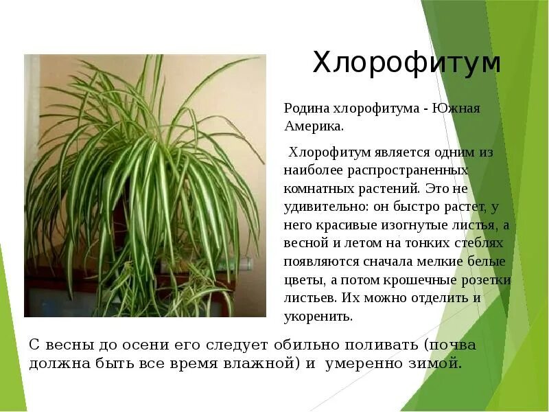 Хлорофитум грунт. Грунт питательный для комнатных растений. Хлорофитум цветонос. Хлорофитум осока. Хлорофитум черенок.