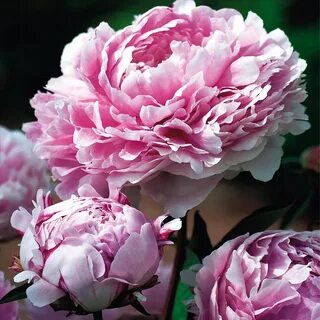Пион sarah bernhardt