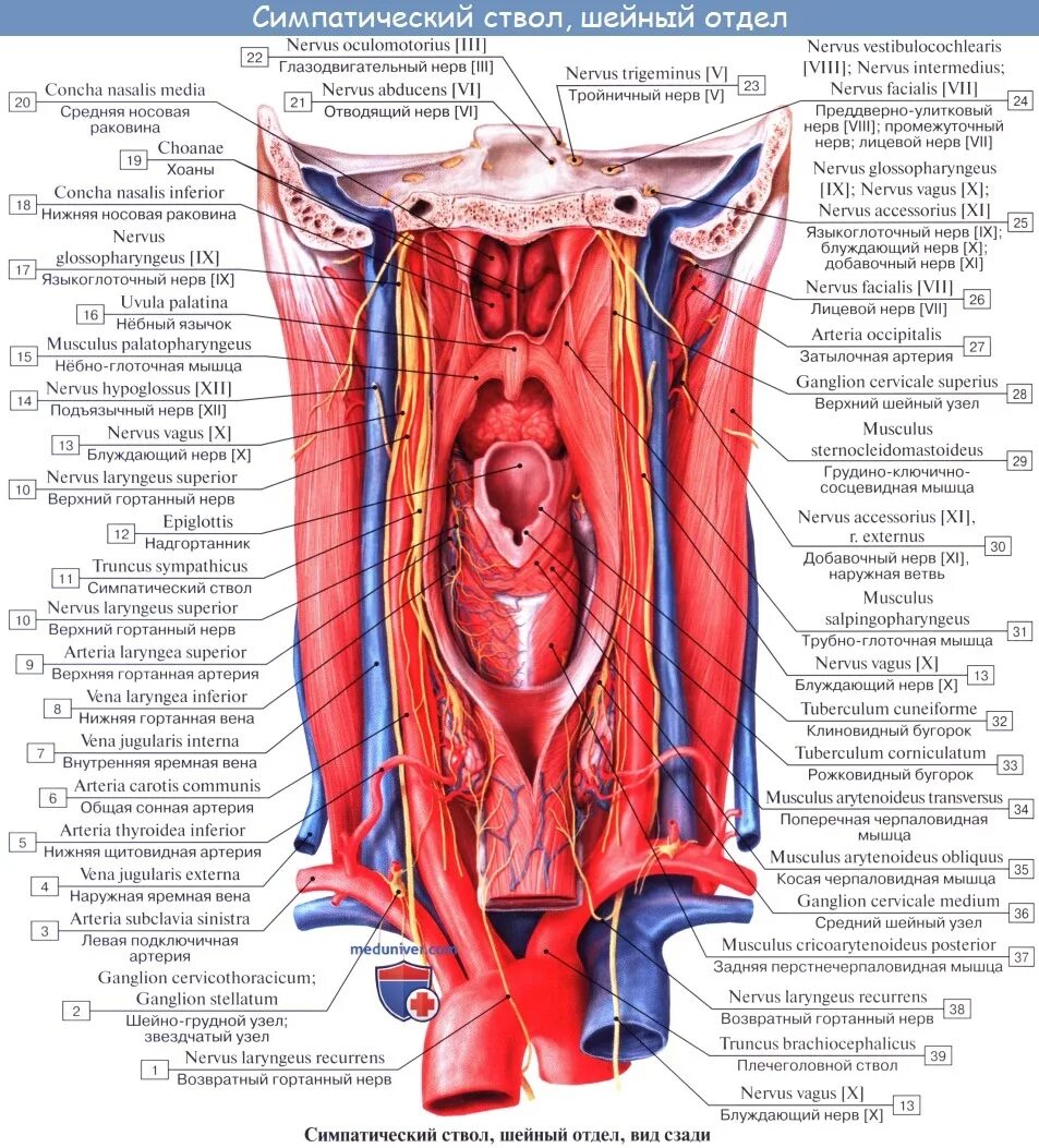 Нерв глотки. Глотка функции строение кровоснабжение иннервация. Анатомия сосудов глотки. Щитовидная артерия анатомия. Анатомия гортани кровоснабжение и иннервация.
