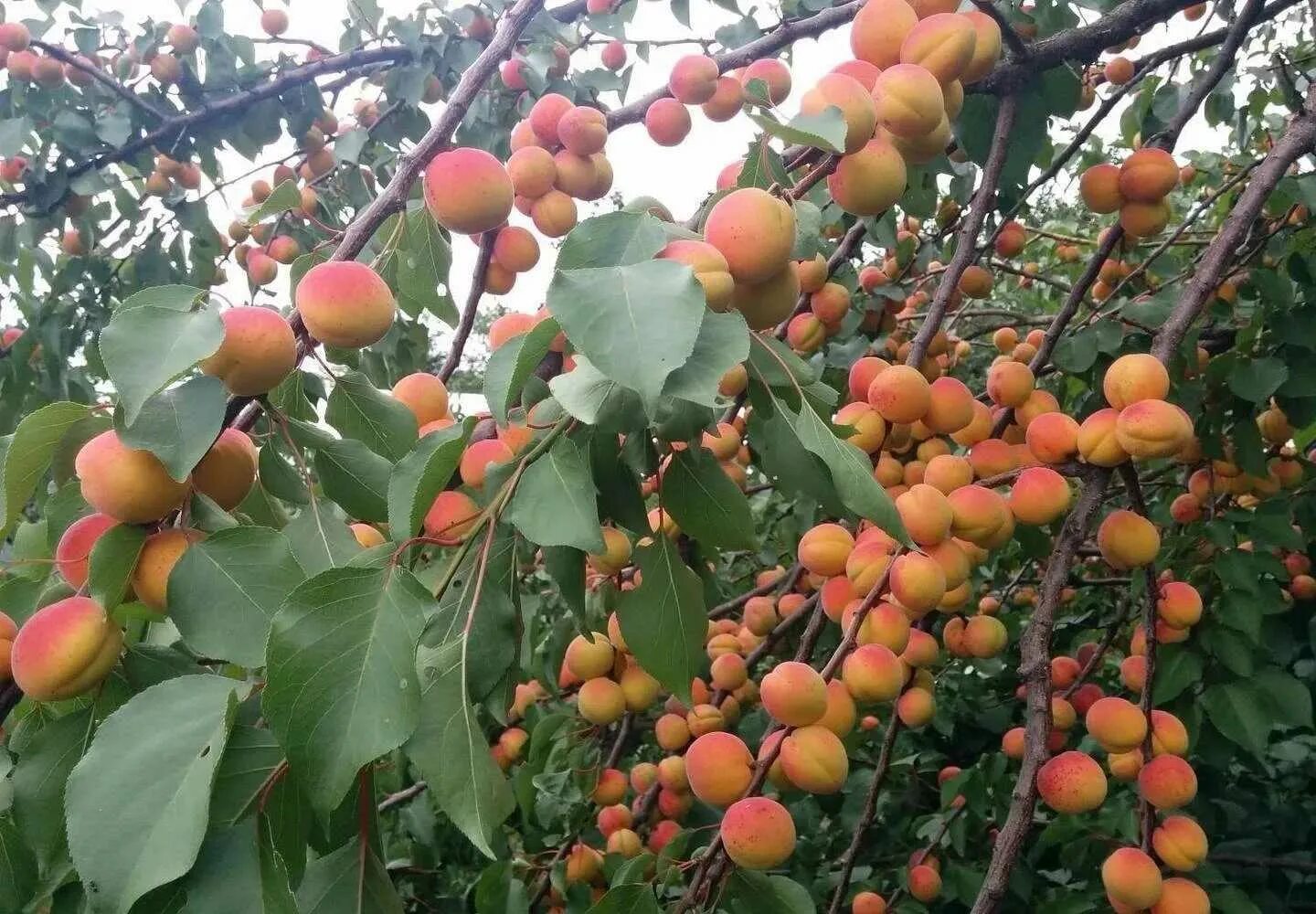 Абрикос краснощекий описание. Колоновидный абрикос краснощекий. Абрикос краснощекий. Абрикос сын краснощекого. Абрикос сорт краснощекий.