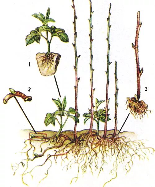 Размножение корневыми побегами. Ремонтантная малина корневые отпрыски. Корневые отпрыски малины. Израстание карликовость малины. Корневище малины обыкновенной.