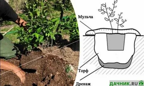 Посадка саженцев голубики весной в открытый