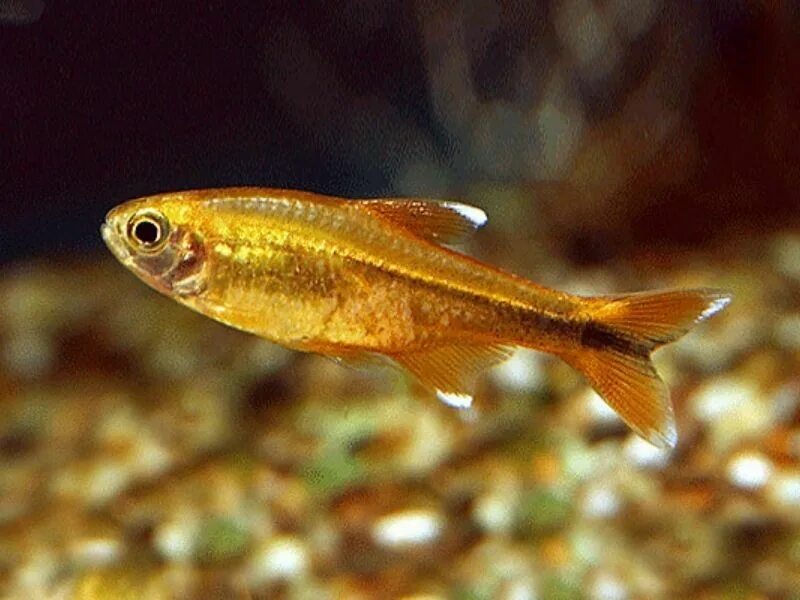 Тетра королевская рыбка пальмери. Харациновые рыбки. Hyphessobrycon columbianus. Тетра стальной. Тетра медная рыбка аквариумная.