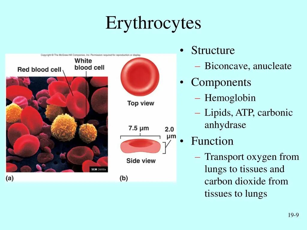 Клетки крови. Red Blood Cell structure. Structure of erythrocytes. Самые маленькие клетки крови.