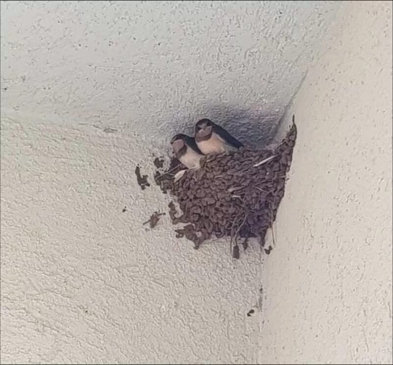 Под крышей дома свили гнездо. Ласточки свили гнездо. Гнездо ласточки на балконе. Ласточкино гнездо на стене. Птицы свили гнездо на балконе.