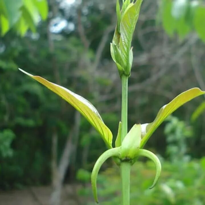 Re plant. Ункария томентоза. Ункария (кошачий коготь). Ункария волосистая. Кошачий коготь Ункария томентоза.