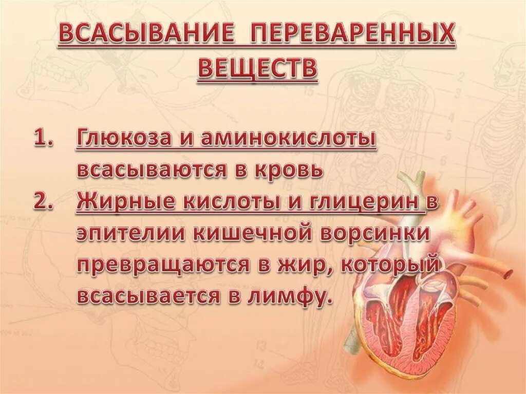 Через кишечник ворсинки в кровь всасываются. Аминокислоты и Глюкоза всасываются в. Глицерин и жирные кислоты всасываются в. Кислоты всасываются в.