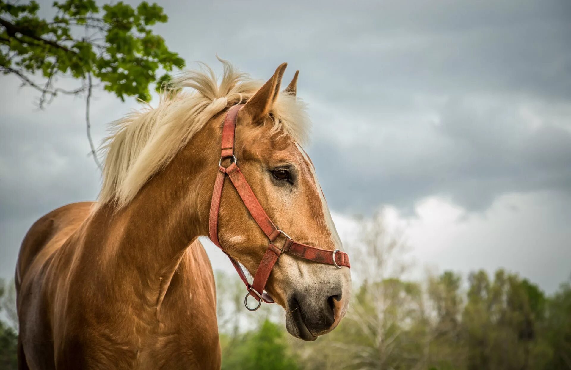 Horse pictures. Лошадь. Морда коня. Обои на рабочий стол лошади. Красивые лошадки.