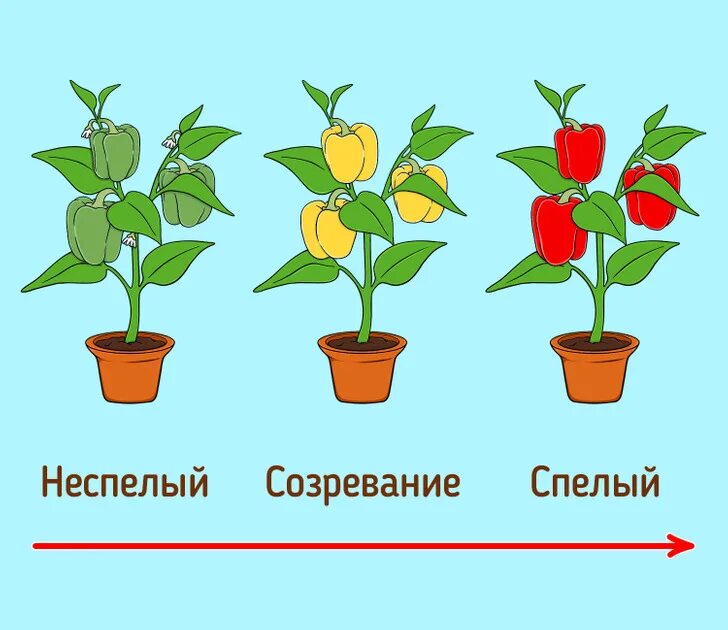 Чем отличается зеленый от красного. Созревание перцев. Стадии созревания болгарского перца. Степень созревания болгарского перца. Стадии роста перца болгарского.