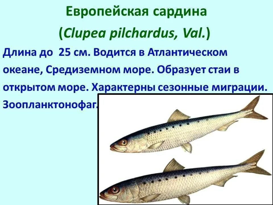 Семейства рыб список. Рыба семейства тресковых. промысловая рыба семейства тресковых. промысловые рыбы таблица. рыбы семейства тресковых названия.