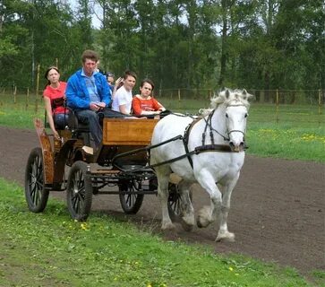 Злынский конезавод