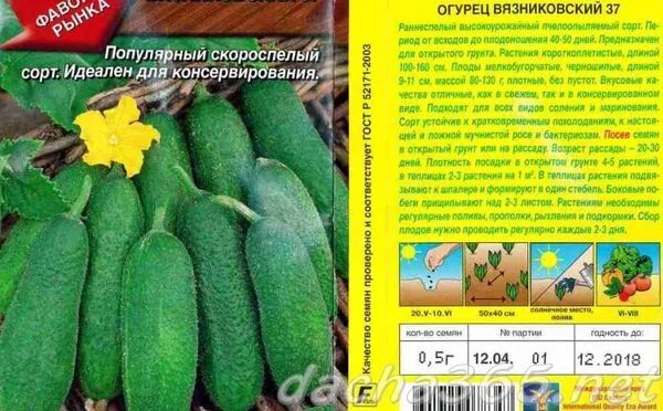 Какой сорт огурца лучше для засолки. Огурцы сорт Вязниковский. Огурцы корнишоны для открытого грунта самоопыляемые. Сорт огурцов Вязниковский. Семена огурцов для открытого грунта самоопыляемые для засолки.