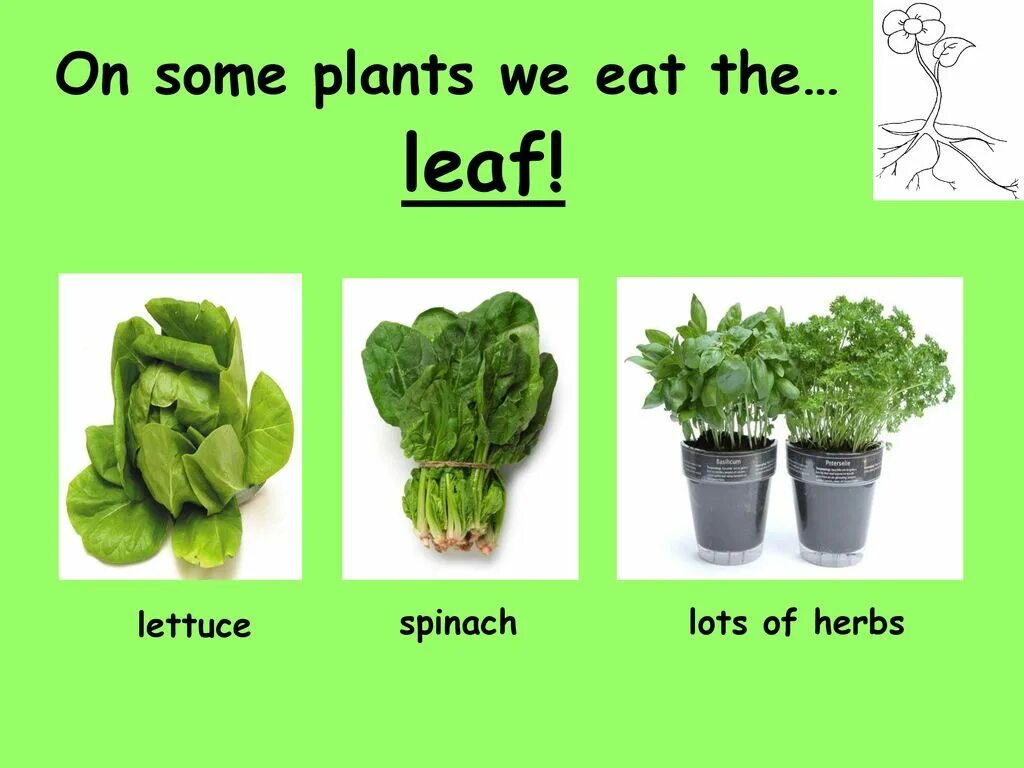 Eat Plants. Plants we eat. Metabolism of Plants. The Plants Parts we eat.