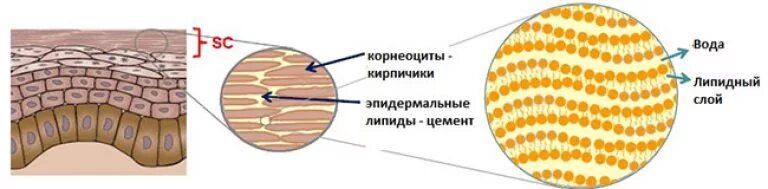 Лучшие липидные маски. Липидные слои рогового слоя. Эпидермальный липидный барьер. Гидролипидная мантия строение. Липидный барьер эпидермиса.