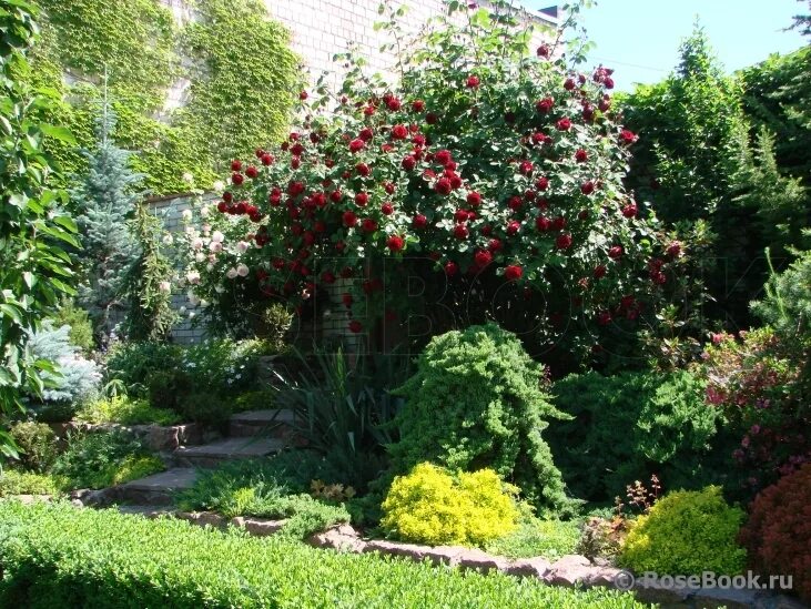 энциклопедия роз сады