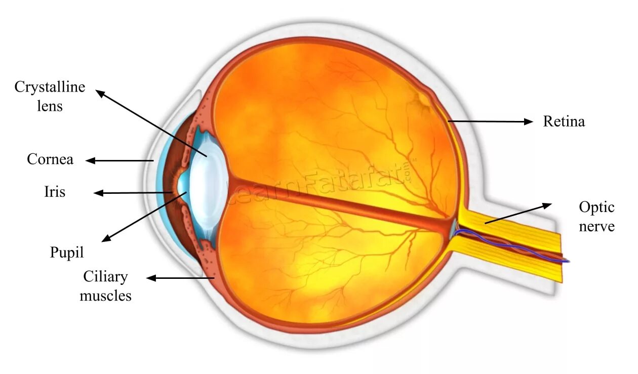 Eye structure. Human Eye structure. Retina of the Eye structure. Cornea structure. Human structure