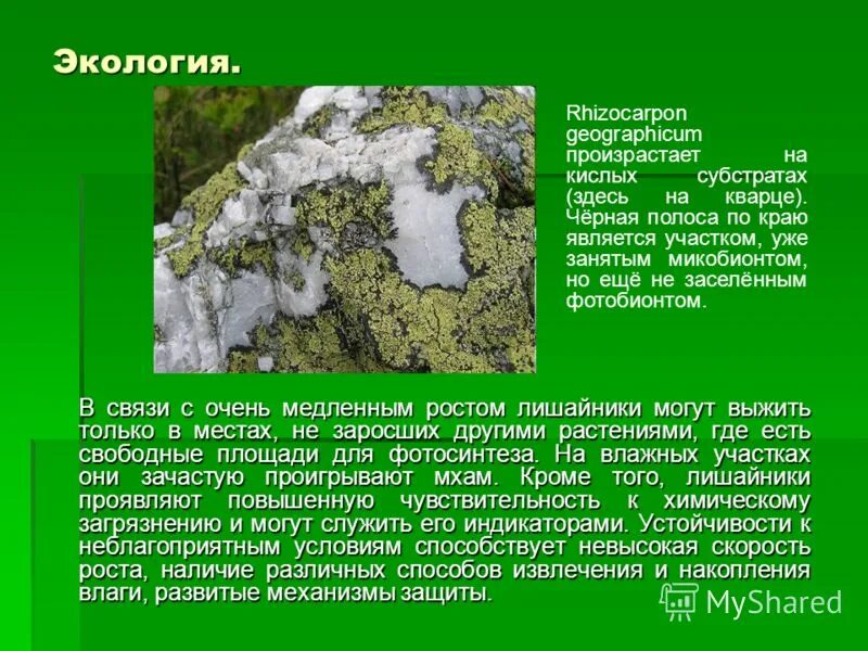 Rhizocarpon лишайник. Лишайники экология. Экология лишайников. Сообщение о лишайниках. Вывод лишайников