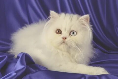 Белый персидский кот