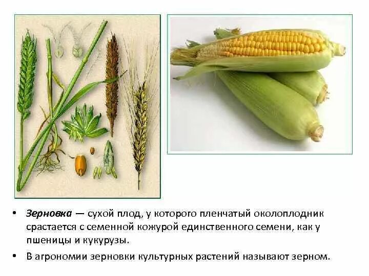 Сухой плод Зерновка. Зерновка описание плода. Плод кукурузы Зерновка. Растения с плодом Зерновка. Пленчатый околоплодник срастается с