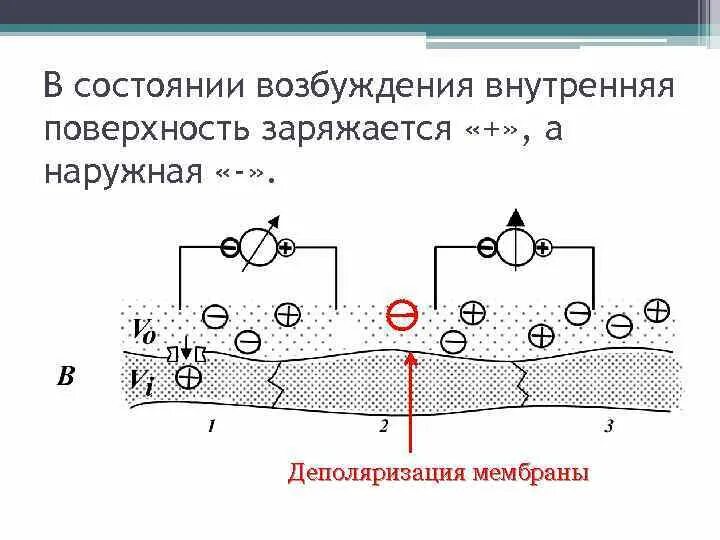 Деполяризации мембраны схема. Деполяризация клеточной мембраны. Деполяризация мембраны это. Спонтанная деполяризация клеточной мембраны.