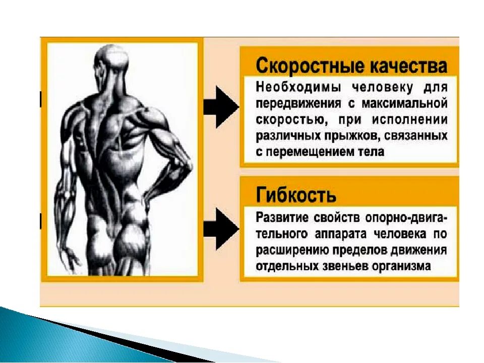 Рост тренированности сопровождается. Основные составляющие тренированности человека. основные состовляющиетренированности организма. основные составляющие тренированности тела. основные показатели тренированности организма.