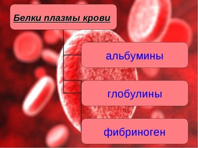 Белок плазмы крови содержащий белок. Белки крови. Белки плазмы крови. Белки в крови человека. Белки плазмы крови человека.