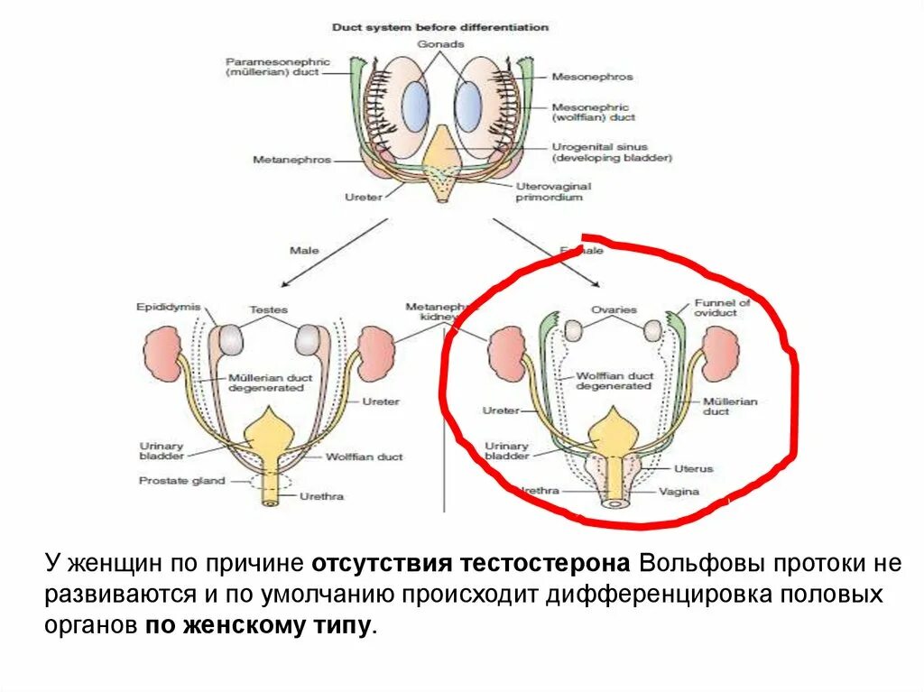 Дифференцировка органов. Физиология репродуктивной системы женщин. Дифференцировка внутренних половых органов. Эволюция репродуктивной системы.