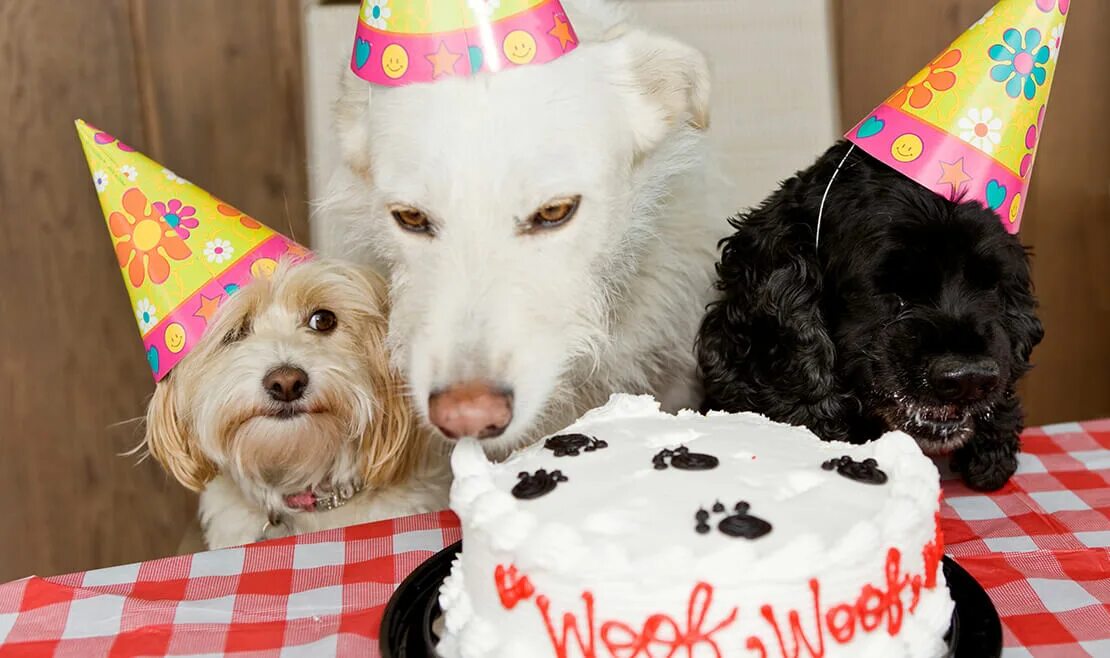 собака в колпаке. рождения собаки. тортик для собаки. с днем рождения щенок. рождения собаки.