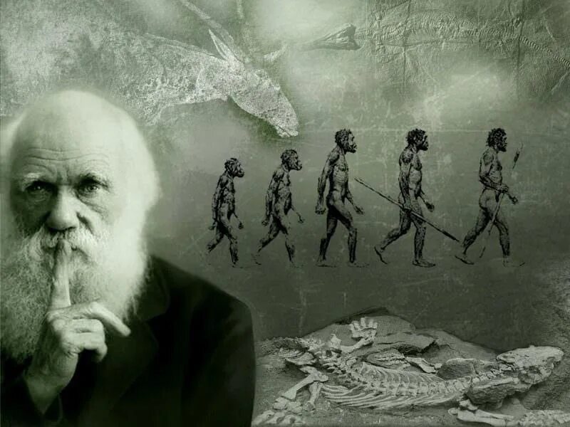 Ученые теория дарвина. Теория революции Чарльза Дарвина.