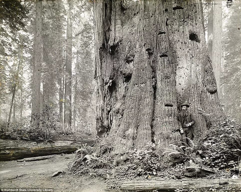 Спилил огромное дерево. Секвойя дерево лесорубы. Американские лесорубы Секвойя. Лесорубы Секвойя 19 век. Секвойя дерево вырубка.