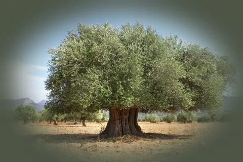 Olive tree паттайя отзывы