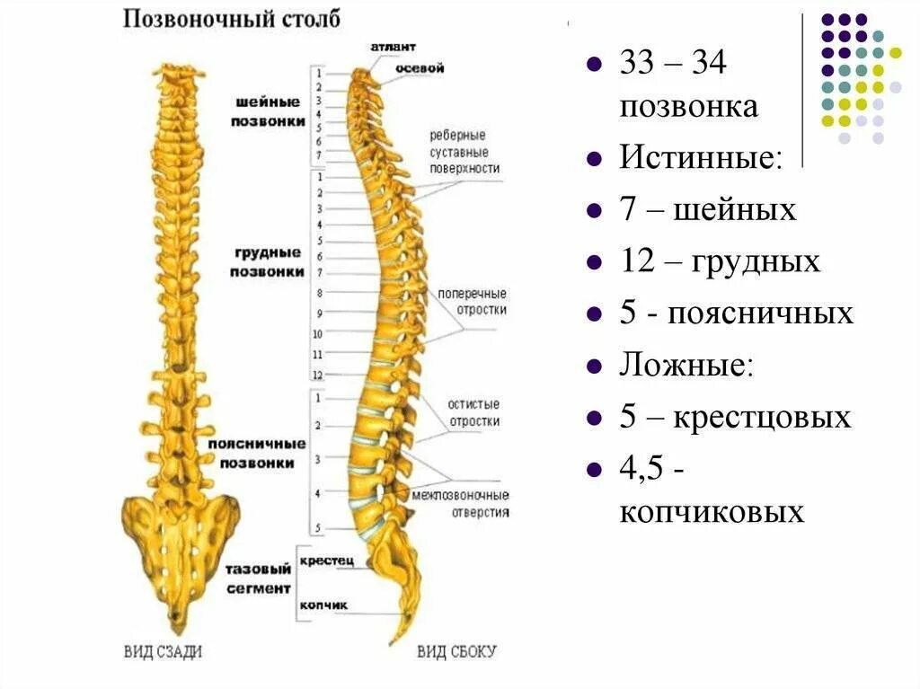 В позвоночнике различают отделы. Позвоночный столб отделы позвонков. Позвоночный столб анатомия человека. Строение позвоночных столб. Скелет позвоночника vertebra.