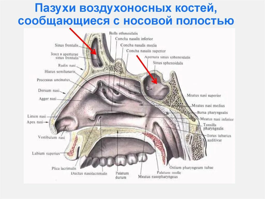 В верхний носовой ход открывается пазуха. Анатомия носа и придаточных пазух носа. Носовая кость носовые ходы. Анатомия носовых пазух и ходов. Полость носа анатомия пазухи.