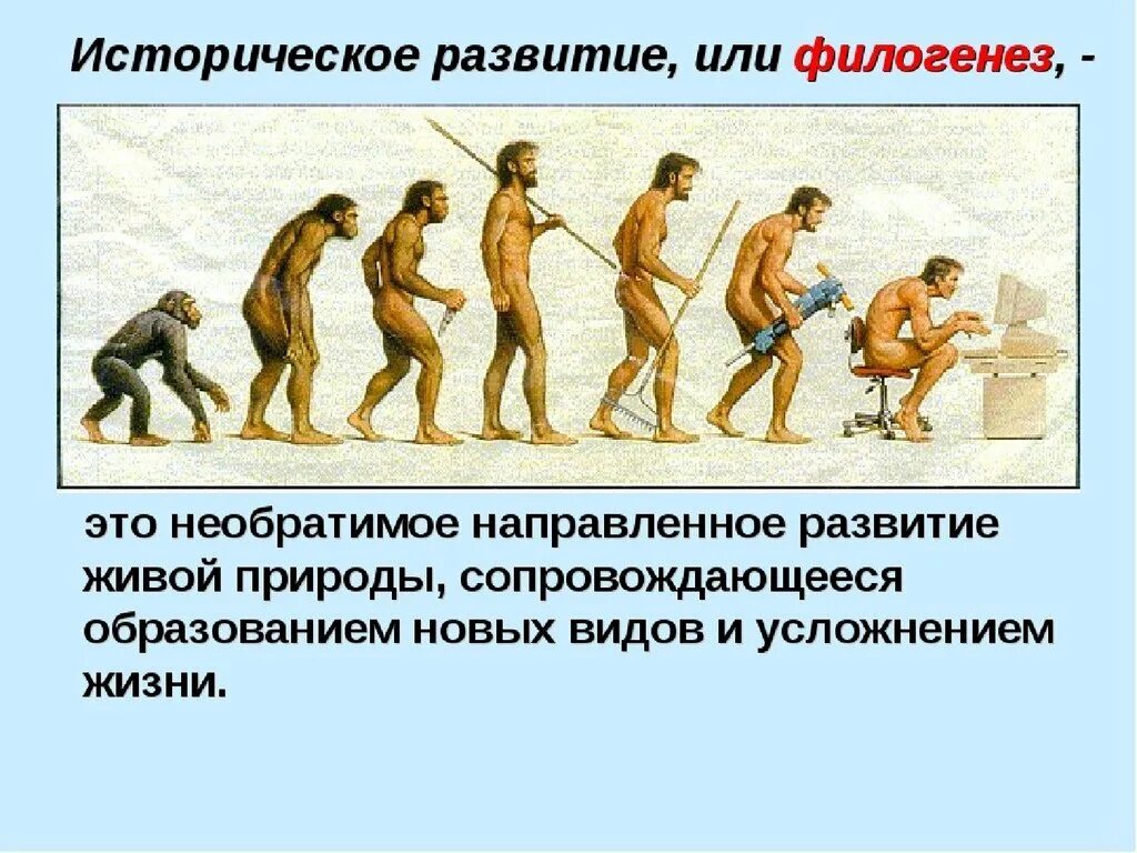 Не было история развития. Филогенез. Развитие человека. Историческая Эволюция. Историческое развитие организмов.