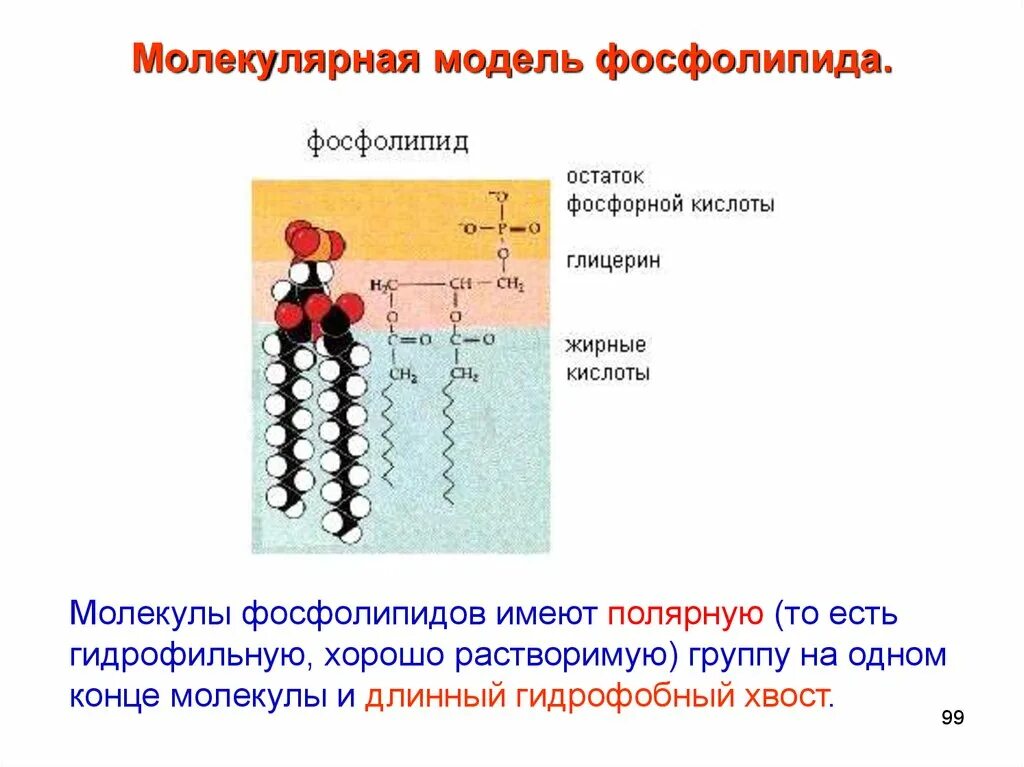 Строение фосфолипидов в мембране. Фосфолипид строение молекулы. Фосфолипиды строение молекулы. Фосфолипиды формула биохимия.
